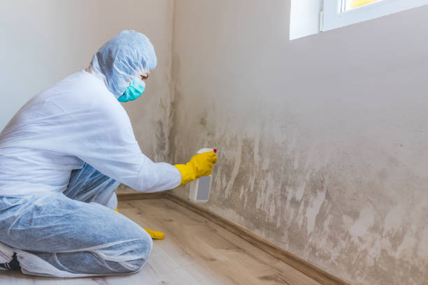 Licensed Mold Inspection service in Leonia, NJ - WQB Mold Removal