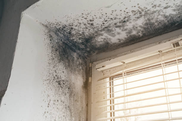 Affordable Mold Inspection solutions in Leonia, NJ