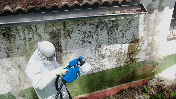 Top rated local Mold Inspection specialists in Leonia, NJ